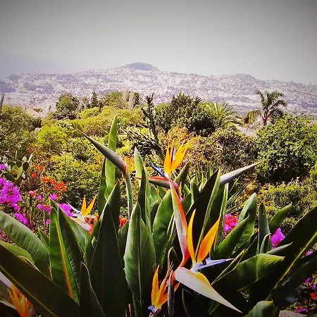 - The Historical Center Of In Local Lägenhet Funchal (Madeira)