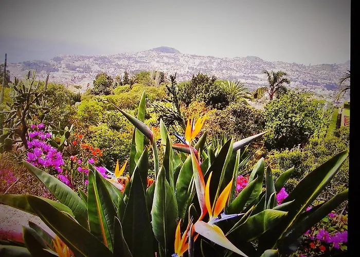 - The Historical Center Of In Local Apartment Funchal (Madeira)